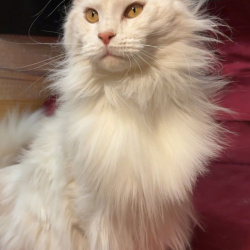 Bella
